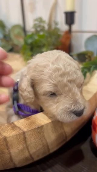 Cleo Toy Goldendoodle in Corinth, Mississippi