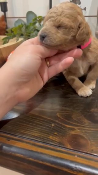 Moana F1bb Toy Goldendoodle in Corinth, Mississippi