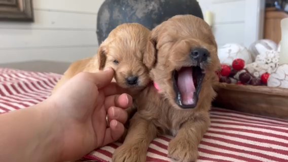 Sansa F1b Micro Mini/petite Goldendoodle in Corinth, Mississippi