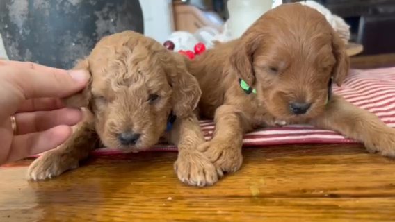 Sawyer F1b Micro Mini/petite Goldendoodle in Corinth, Mississippi
