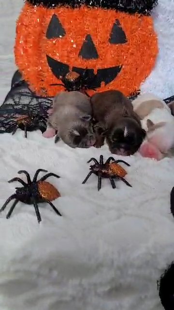 AKC male Shih Tzu in Martinsville, Virginia