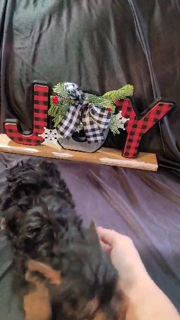 Female Yorkie puppy in Martinsville, Virginia