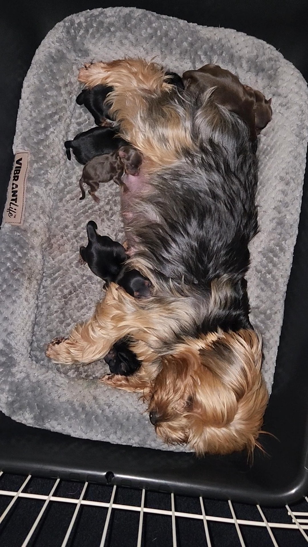 chocolate yorkie girl (reserved) in Aiken, South Carolina