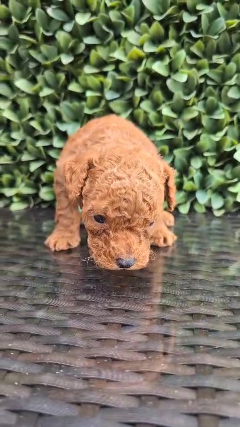 Tiny Toy Akc Poodles in Sunrise, Florida
