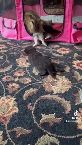 Scottish Fold Kittens in Greensboro, North Carolina