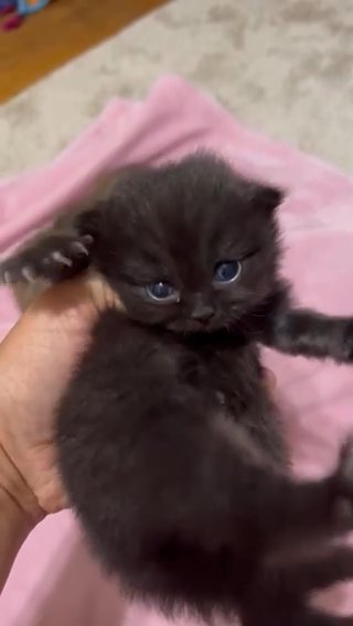 Scottish Fold Kitten in Greensboro, North Carolina
