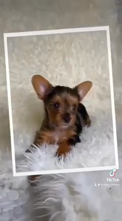 Rico Toy Yorkie (male) Holiday Special??? in Houston, Texas