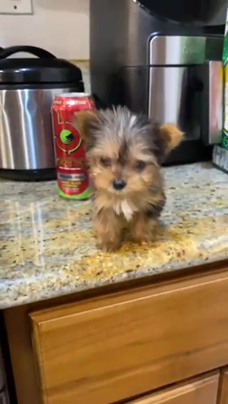 Male Yorkie in Sacramento, California