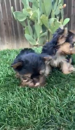 Beautiful Yorkshire Terrier Puppies in Sacramento, California