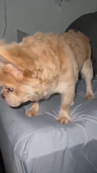 Fluffy French Bulldog in Fort Pierce, Florida
