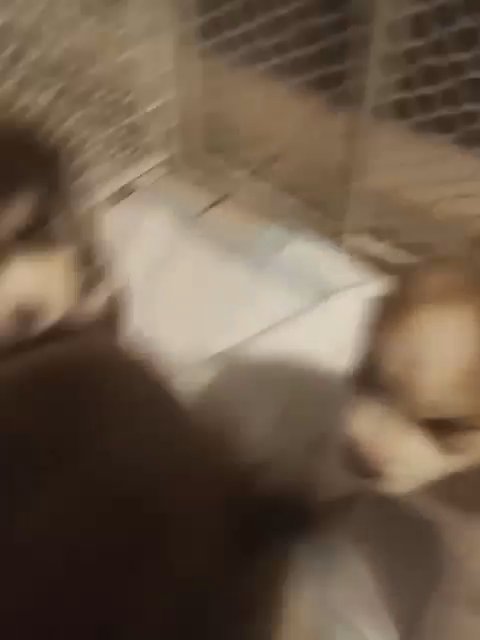 red siberian husky puppies in Anderson, South Carolina