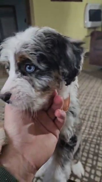 Bella Mini Bernedoodle in South Bend, Indiana