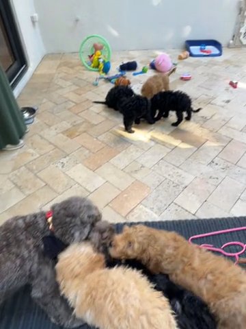 Lovely Cockapoo in Miami, Florida