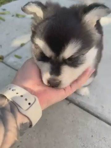 Miney Male Pomsky in Los Angeles, California