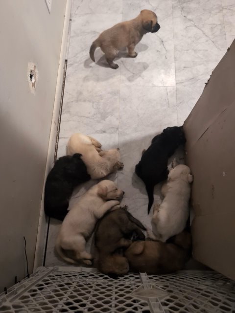 Puppies for Sale in Cedar Rapids, Iowa