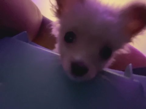 Chihuahua Puppy Needs Home in Chino, California