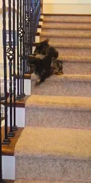 yorkie males in North Augusta, South Carolina