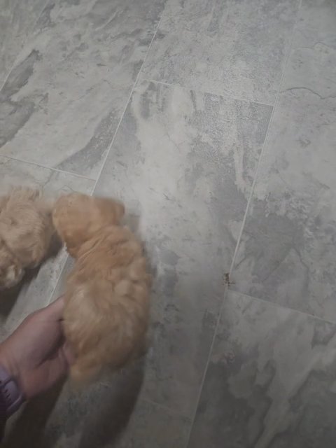 akc tiny toy poodle in Martinsville, Virginia