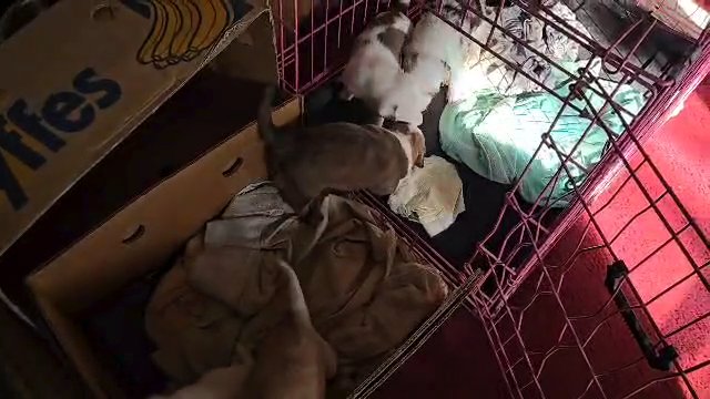 Aussies puppies for sale in Lynnfield, Massachusetts