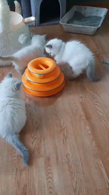 Kittens from Ivory's litter in Kansas City, Missouri
