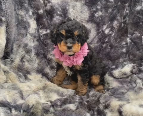 Gorgeous Belle in Campbellsville, Kentucky