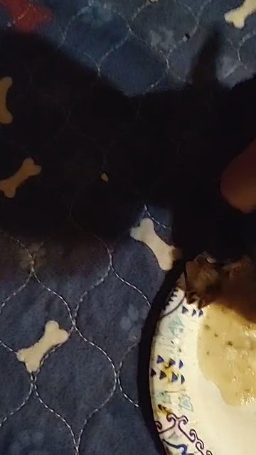 SOLD Tiny tiny girl pet only in Charlotte, North Carolina