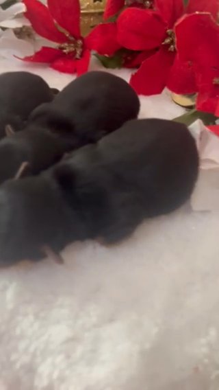 Precious Teacup Yorkies in Savannah, Georgia