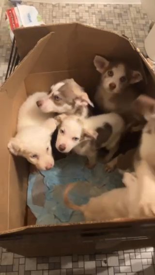 Husky Puppies in Little Rock, Arkansas