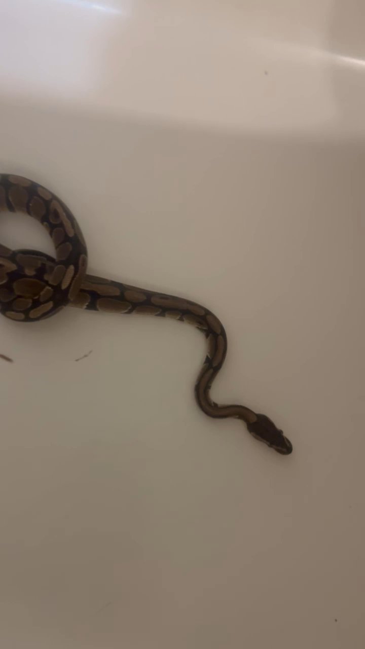 Male Ball Python in Wausau, Wisconsin