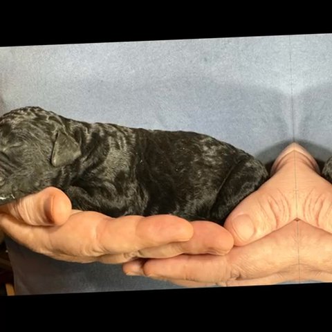 Golden Doodle Puppies For Sale To A Good Home in Orlando, Florida