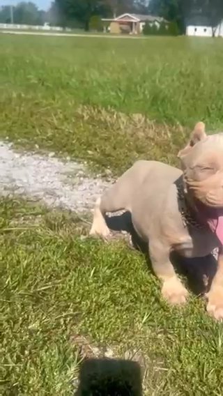 Tri merle bully in Murfreesboro, Tennessee