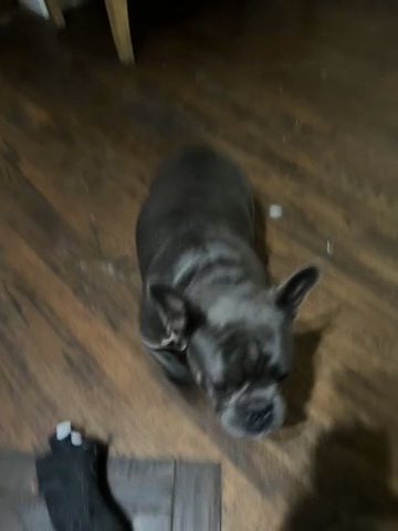 Frenchie in Garland, Texas