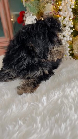 F1B Mini/medium Goldendoodle in Andrews, Texas