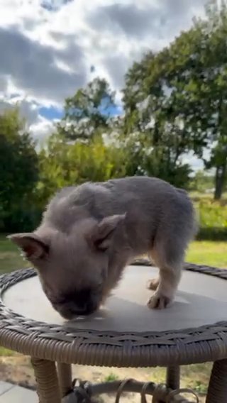 Fluffy Frenchies in Rochester, New Hampshire