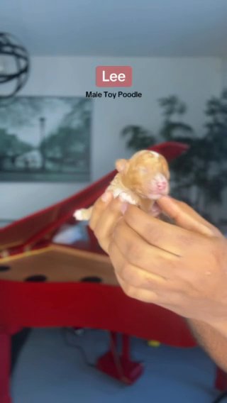 AKC Apricot Toy Poodle (Lee) in Dallas, Texas