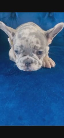 LILAC MERLE BOY WITH BLUE EYES in Phoenix, Arizona