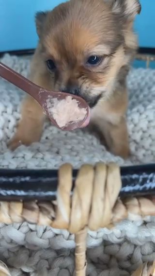 Chihuahua Boy Puppy in Charlotte, North Carolina