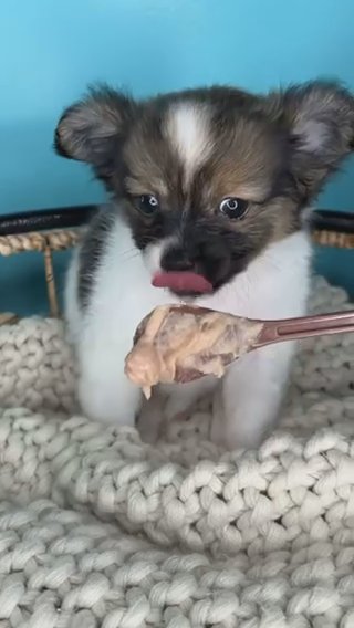 Chihuahua Boy Puppy in Charlotte, North Carolina