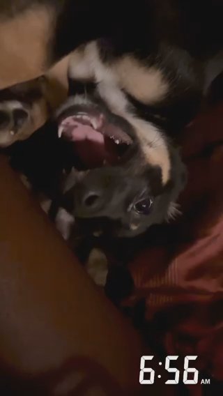 AustralianKelpieBaby in Inkster, Michigan