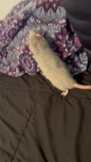 Dumbo Rat in Modesto, California