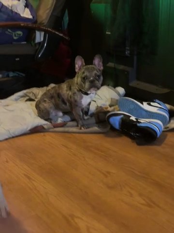 Loki in Tacoma, Washington