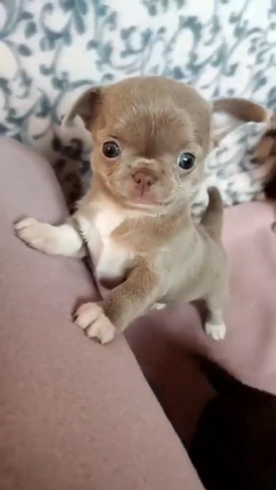 Chihuahua for sale in Dallas, Texas