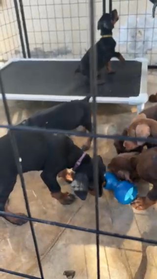 European Doberman puppies in Miami, Florida