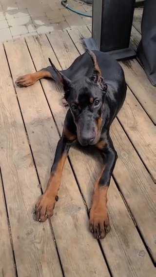 Adorable Male Doberman Puppy Ready for His Forever Home! in San Diego, California
