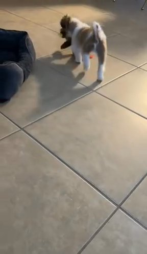 Puppie For Sale in Miramar, Florida