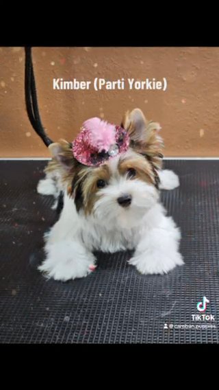 Kimber in McAllen, Texas