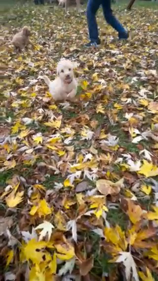 Medium Sheepadoodle in Cincinnati, Ohio