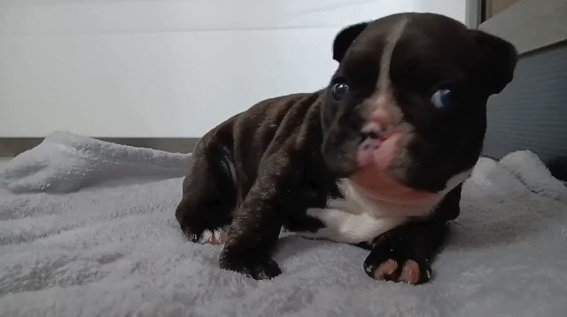French Bulldog in Coshocton, Ohio