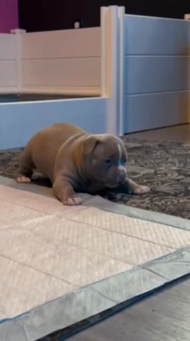 Female American Bully in Coral Springs, Florida