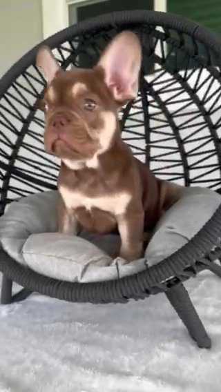 Rojo Tan Fluffy Carrier Ae in Port St. Lucie, Florida